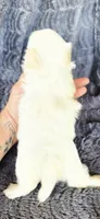 Snow, a female Maltese and Shih Tzu for sale in Camilla, GA – Photo 5 of 5