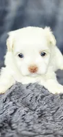 Snow, a female Maltese and Shih Tzu for sale in Camilla, GA – Photo 4 of 5