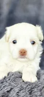 Snow, a female Maltese and Shih Tzu for sale in Camilla, GA – Photo 1 of 5