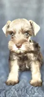 Tesla, a female Miniature Schnauzer for sale in Camilla, GA – 5 of 5