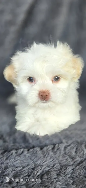 Snow – Maltese, Shih Tzu puppy for sale in Camilla, GA