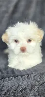 Snow, a female Maltese and Shih Tzu for sale in Camilla, GA – 3 of 6