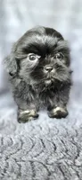 Junior, a male Shih Tzu for sale in Camilla, GA – 4 of 6