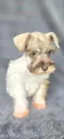 Princess, a female Miniature Schnauzer for sale in Camilla, GA – 3 of 4