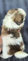 Dorothy, a female Pomeranian and Shih Tzu for sale in Camilla, GA – 5 of 5