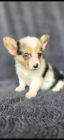 Candy, a female Cardigan Welsh Corgi and Pembroke Welsh Corgi for sale in Camilla, GA – 6 of 6