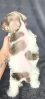Princess, a female Miniature Schnauzer for sale in Camilla, GA – 2 of 4