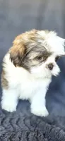 Papi, a male Shih Tzu for sale in Camilla, GA – 3 of 7