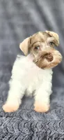 Panda, a male Miniature Schnauzer for sale in Camilla, GA – 2 of 6
