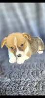 Viv, a female Cardigan Welsh Corgi and Pembroke Welsh Corgi for sale in Camilla, GA – 3 of 6