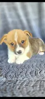 Viv, a female Cardigan Welsh Corgi and Pembroke Welsh Corgi for sale in Camilla, GA – 2 of 6