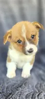 Viv, a female Cardigan Welsh Corgi and Pembroke Welsh Corgi for sale in Camilla, GA – 4 of 6