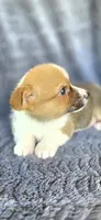 Viv, a female Cardigan Welsh Corgi and Pembroke Welsh Corgi for sale in Camilla, GA – 5 of 6