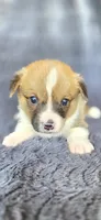 Viv, a female Cardigan Welsh Corgi and Pembroke Welsh Corgi for sale in Camilla, GA – Photo 2 of 4