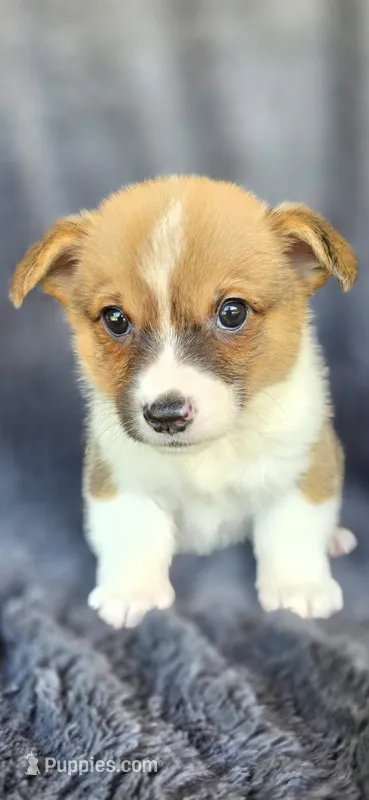 Viv – Cardigan Welsh Corgi, Pembroke Welsh Corgi puppy for sale in Camilla, GA