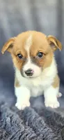 Viv, a female Cardigan Welsh Corgi and Pembroke Welsh Corgi for sale in Camilla, GA – 1 of 6