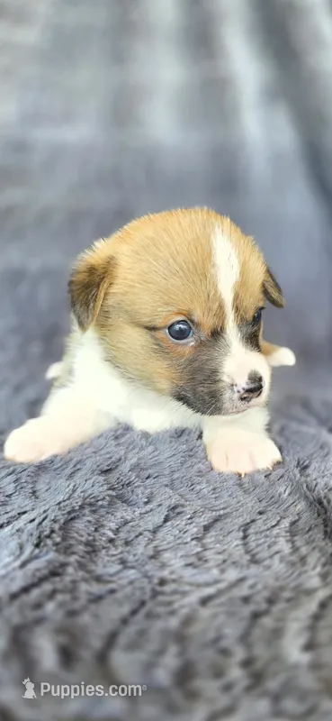 Viv – Cardigan Welsh Corgi, Pembroke Welsh Corgi puppy for sale in Camilla, GA