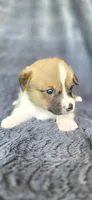 Viv, a female Cardigan Welsh Corgi and Pembroke Welsh Corgi for sale in Camilla, GA – Photo 1 of 4