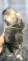 Frise, a male Shih Tzu for sale in Camilla, GA – 7 of 7