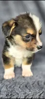 Click, a male Cardigan Welsh Corgi and Pembroke Welsh Corgi for sale in Camilla, GA – 5 of 5