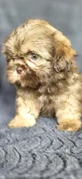 Charlie Brown, a male Shih Tzu for sale in Camilla, GA – 2 of 5
