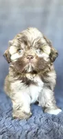 Meme, a female Shih Tzu for sale in Camilla, GA – 3 of 7