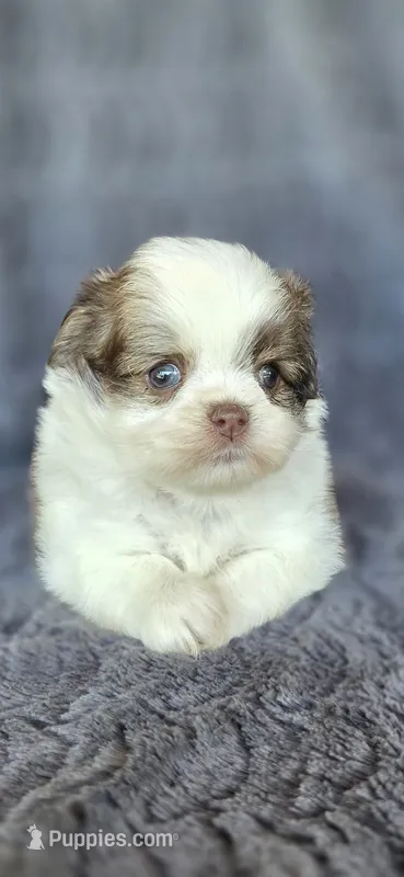 Dorothy – Pomeranian, Shih Tzu puppy for sale in Camilla, GA