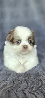 Dorothy, a female Pomeranian and Shih Tzu for sale in Camilla, GA – 1 of 5
