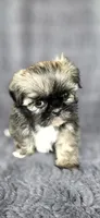 Shein, a female Shih Tzu for sale in Camilla, GA – 3 of 5