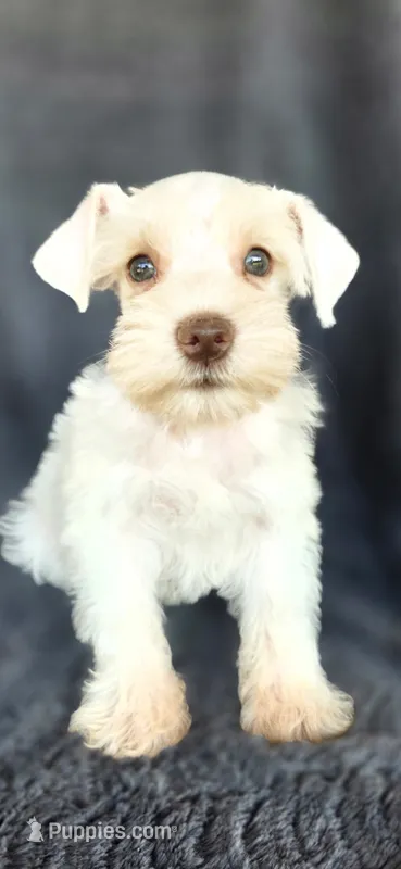 Nestle – Miniature Schnauzer puppy for sale in Camilla, GA