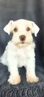 Nestle, a female Miniature Schnauzer for sale in Camilla, GA – 1 of 4