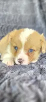 Bluey, a female Cardigan Welsh Corgi and Pembroke Welsh Corgi for sale in Camilla, GA – Photo 2 of 5