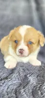 Bluey, a female Cardigan Welsh Corgi and Pembroke Welsh Corgi for sale in Camilla, GA – Photo 4 of 5