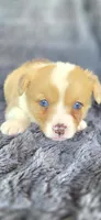 Bluey, a female Cardigan Welsh Corgi and Pembroke Welsh Corgi for sale in Camilla, GA – Photo 3 of 5