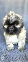 Duce, a male Shih Tzu for sale in Camilla, GA – 5 of 7