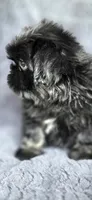 Big Mac, a male Shih Tzu for sale in Camilla, GA – 2 of 6