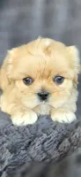 Clyde, a male Shih Tzu for sale in Camilla, GA – 3 of 5