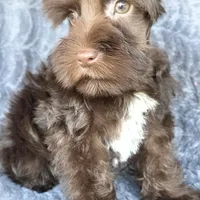 Munchkin, a male Miniature Schnauzer for sale in Camilla, GA – Photo 1 of 5