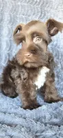 Munchkin, a male Miniature Schnauzer for sale in Camilla, GA – Photo 1 of 5