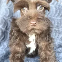 Munchkin, a male Miniature Schnauzer for sale in Camilla, GA – Photo 2 of 5