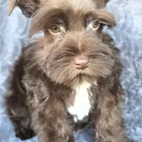 Munchkin, a male Miniature Schnauzer for sale in Camilla, GA – Photo 4 of 5