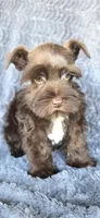 Munchkin, a male Miniature Schnauzer for sale in Camilla, GA – Photo 4 of 5