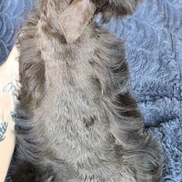 Munchkin, a male Miniature Schnauzer for sale in Camilla, GA – Photo 5 of 5