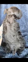 Munchkin, a male Miniature Schnauzer for sale in Camilla, GA – Photo 5 of 5