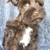 Munchkin, a male Miniature Schnauzer for sale in Camilla, GA – Photo 3 of 5