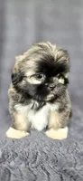 Rip, a male Shih Tzu for sale in Camilla, GA – 6 of 6