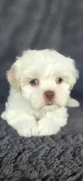Prissy, a female Maltese and Shih Tzu for sale in Camilla, GA – 2 of 6