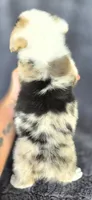 Bugsy, a male Cardigan Welsh Corgi and Pembroke Welsh Corgi for sale in Camilla, GA – 5 of 5