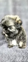 Tater Tot, a male Shih Tzu for sale in Camilla, GA – 5 of 6