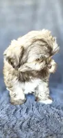 Meme, a female Shih Tzu for sale in Camilla, GA – 2 of 7